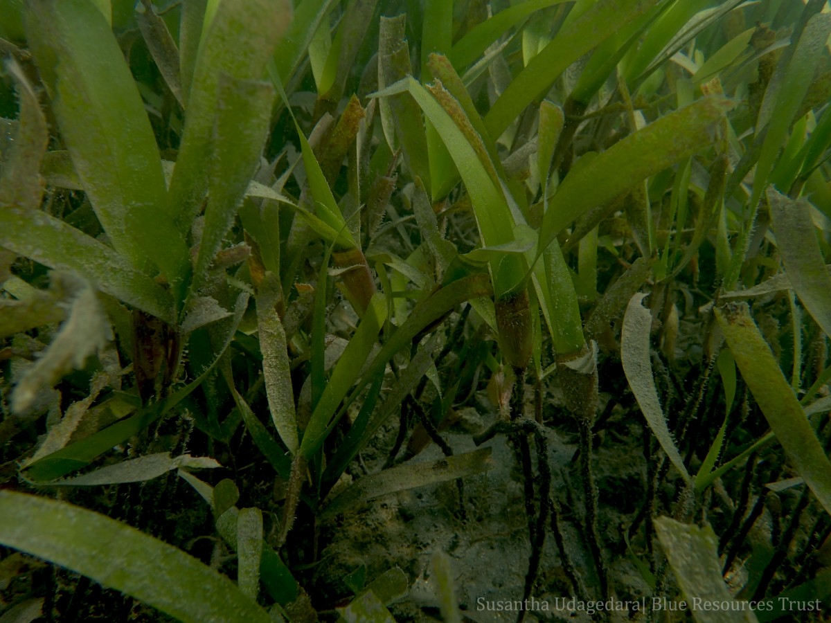 Oceana serrulata (R.Br.) Byng & Christenh.
